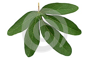 Passionflower leaf closeup photo