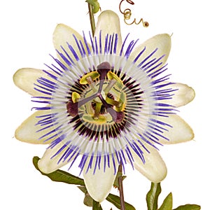 Passionflower with leaves and tendrils photo