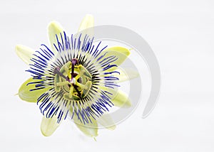 Passionflower macro isolated on white background