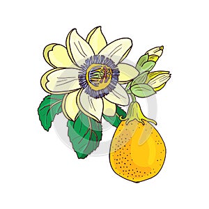Passionflower passiflora,passion exotic fruit on white background