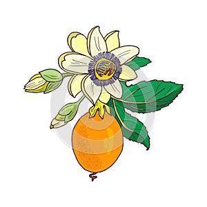 Passionflower passiflora,passion fruit on a white background.Isolated exotic flower,bud and leaf.