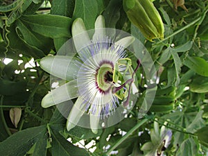 Passionflower photo