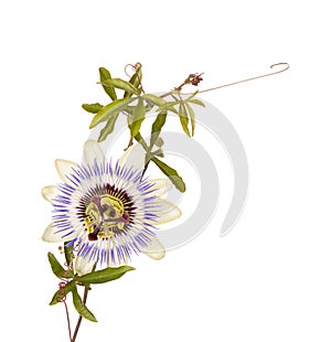 Passionflower with stem and tendrils photo