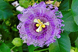 Passionflower ultra violet bloom in green leaves summer season