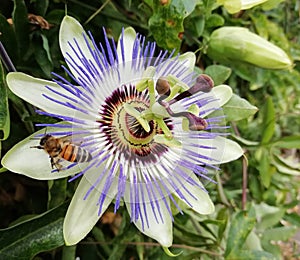 Passionfruit flower with a bee pollenator