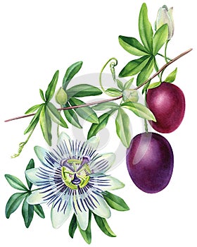 Passionfruit with leaves and flower, tropical fruit. Watercolor botanical Passionflower illustration. Floral design