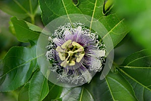 Passionfruit vine with purple and yellow passiflora