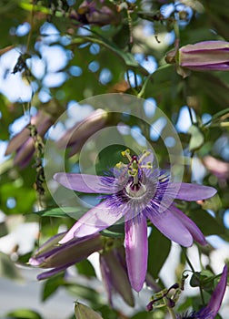 Passionvine flower closeup photo