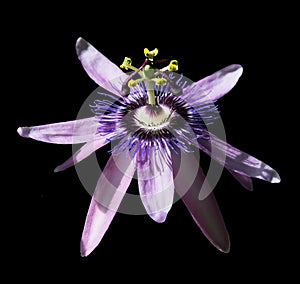 Passionvine flower closeup