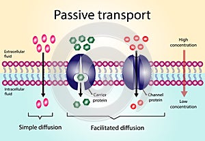 Passive Transport. Simple diffusion and facilitated diffusion