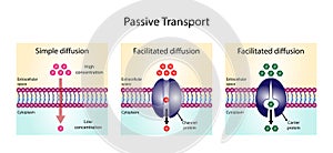 Passive Transport. Simple diffusion and Facilitated Diffusion through a specific or non specific transporter.