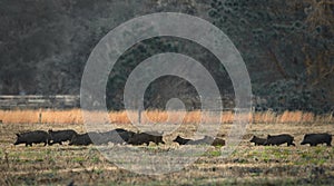 A passle of wild hogs roaming a grassy meadow in central Florida