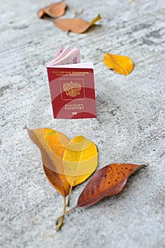 Passport lies on the pavement next to the yellow leaves