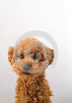 Passport picture of a toy poodle! photo