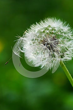 Past blossom dandelion