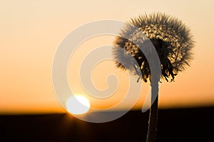 Past blossom dandelion and sundown