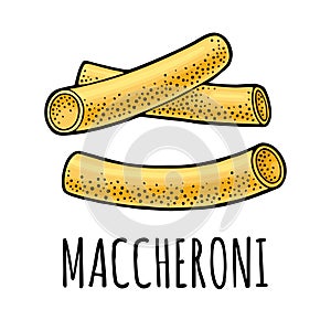 Pasta maccheroni. Vector vintage engraving color illustration