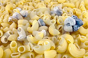 Pasta with mold