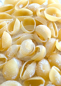 Conchiglie2 