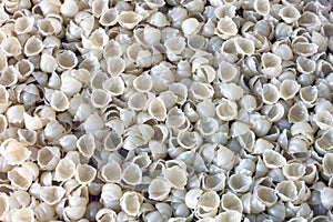 Pasta shells. Pasta background. Tasty background