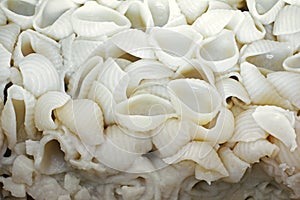 Pasta shells. Pasta background. Tasty background