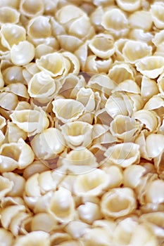 Pasta shells. Pasta background. Tasty background