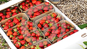 Pasteboard with strawberry on the farm field is ready to delivery.