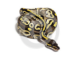 Pastel AVC ball python, Python Regius, isolated on white