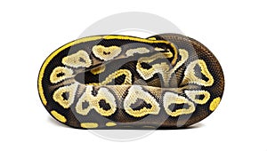 Pastel AVC ball python, Python Regius, isolated on white