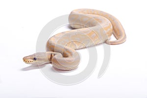 Pastel ball python, Python regius