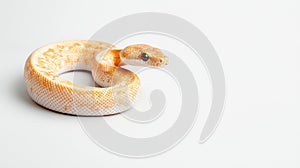 Pastel Ball Python Snake