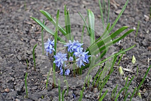 Pastel blue flowers of two-leaf squill in April