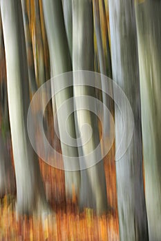 Pastel of blurry beech logs in the woods