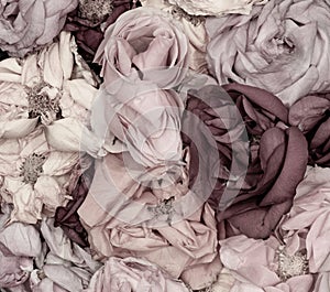 Pastel carpet of rose blossoms top view macro, symbolic figurative bed of roses love romance feelings romantic desire