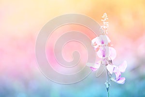 Pastel color grass flower spring,summer nature background