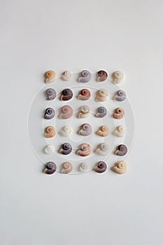 Pastel color sea shells pattern on white background