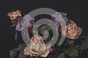 Pastel color fine art rose bouquet on black background in vintage painting style