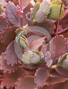 Pastel colored cactus photo