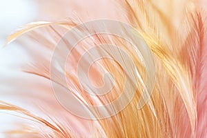 Pastel colored of chicken feathers in soft and blur style for the background