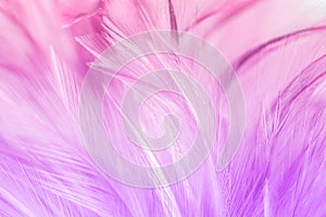 Pastel colored of chicken feathers in soft and blur style for background