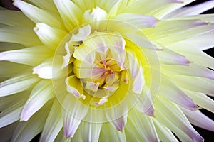 Pastel colored dahlia flower