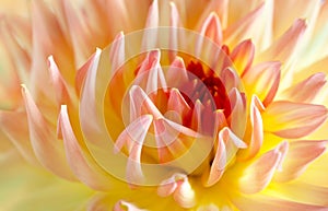 Pastel colored dahlia flower