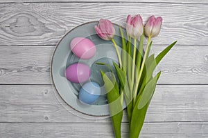 Pastel colored Easter eggs in blue ,pink and three tulips on a blue plate