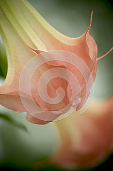 Pastel Colored Flower