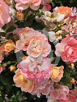 Pastel colored Roses in closeup