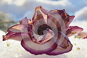 Pastel colored roses withered in the snow with scattered petals. Close-up. selective focus.