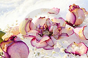 Pastel colored roses withered in the snow with scattered petals. Close-up. selective focus.