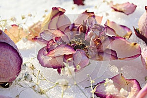 Pastel colored roses withered in the snow with scattered petals. Close-up. selective focus.