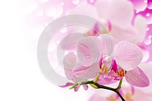 Pastel colored spotted orchid flowers on bokeh