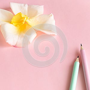 Pastel colors background with flower and pensils, creation creative concept